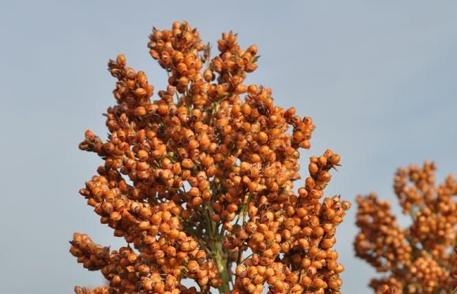 whatsapp image 2025 12 05 at 12.01.06 42826fcb