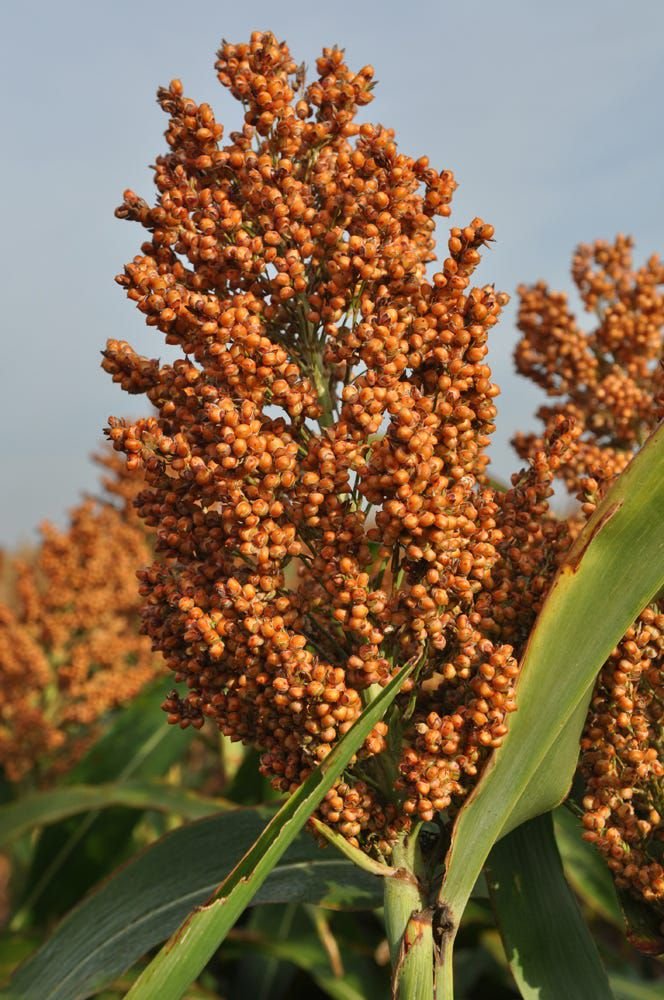 WhatsApp Image 2025 12 05 At 12.01.06 42826fcb