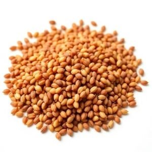 grain sorghum